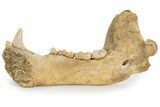 Fossil Cave Bear (Ursus spelaeus) Lower Jaw - Romania #243213-1